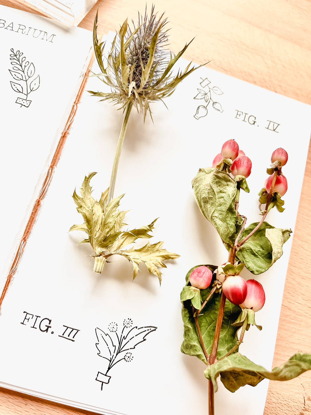 Nikki Dotti Stempel Stamp set - Herbarium bei Nauli and Stories
