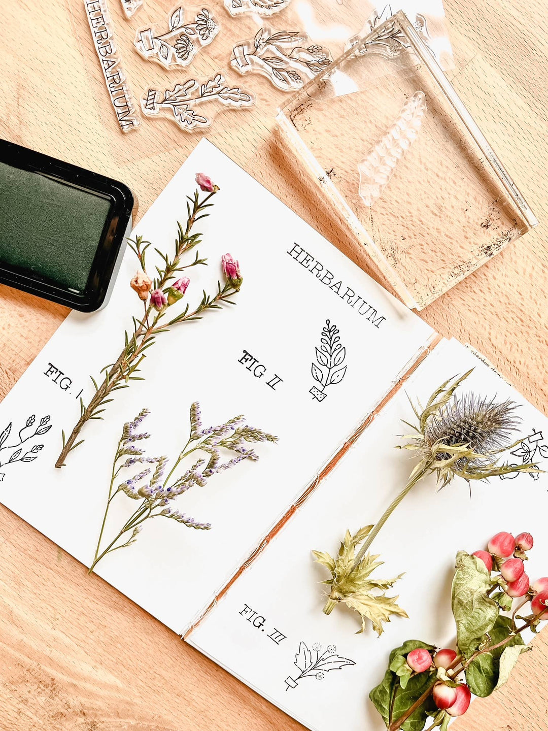 Nikki Dotti Stempel Stamp set - Herbarium bei Nauli and Stories