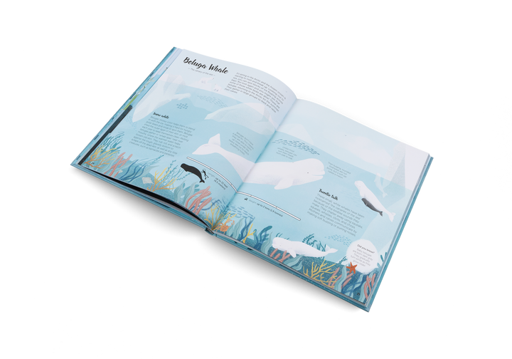 Gestalten Bilderbuch The World of Whales bei Nauli and Stories
