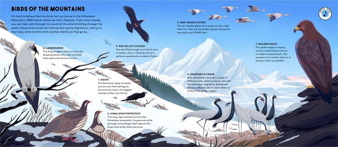 Wide Eyed Editions Bilderbuch WORLD OF BIRDS - Sounds of Nature bei Nauli and Stories